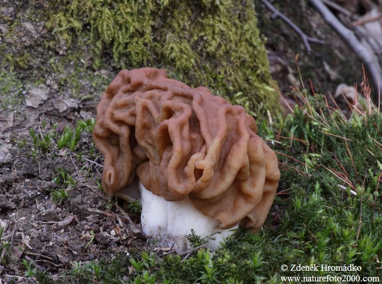 ucháč obrovský, Gyromitra gigas (Houby, Fungi)